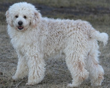 Miniature poodle puppy